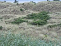 Bay Ocean bush