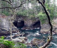 Cape Flattery through the trees