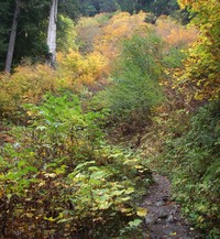 Carbon River Trail