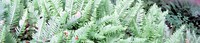 Cougar Mountain ferns