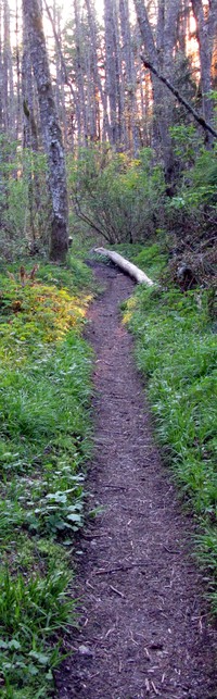 Cougar Mountain trail