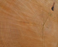Cumberland tree ring log