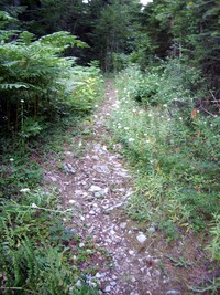 Dirty Harrys Peak trail