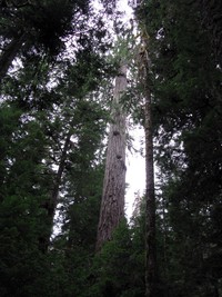 Eastside Trail trees