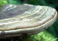 Echo Lake fungus