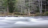 Greenwater River trees video