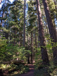 Naches Pass Forest Trail