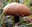 Naches Pass road mushroom