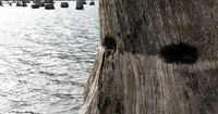 Rattlesnake Lake stump