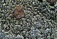 Saddle Mt lichen