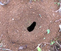 Sri Lanka ant hill