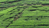 Sri Lanka tea field