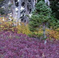Summit Lake colors