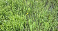 Tayler Mountain grass
