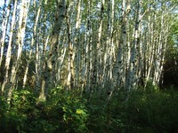 alders wandering on southwest washington logging roads