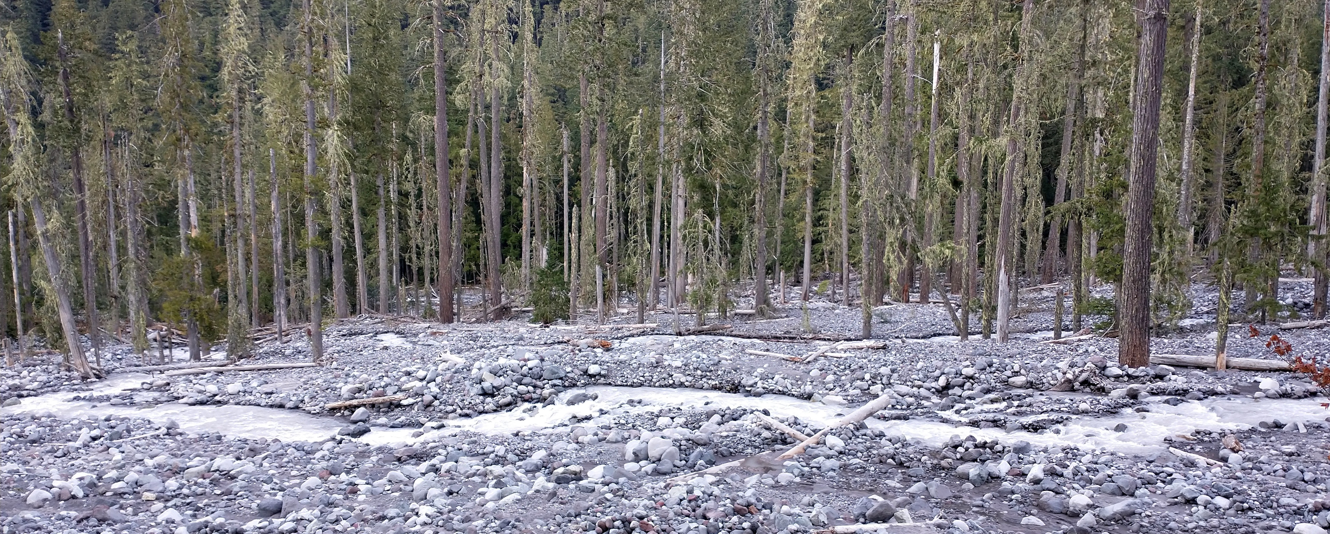 Carbon River clearing sticks