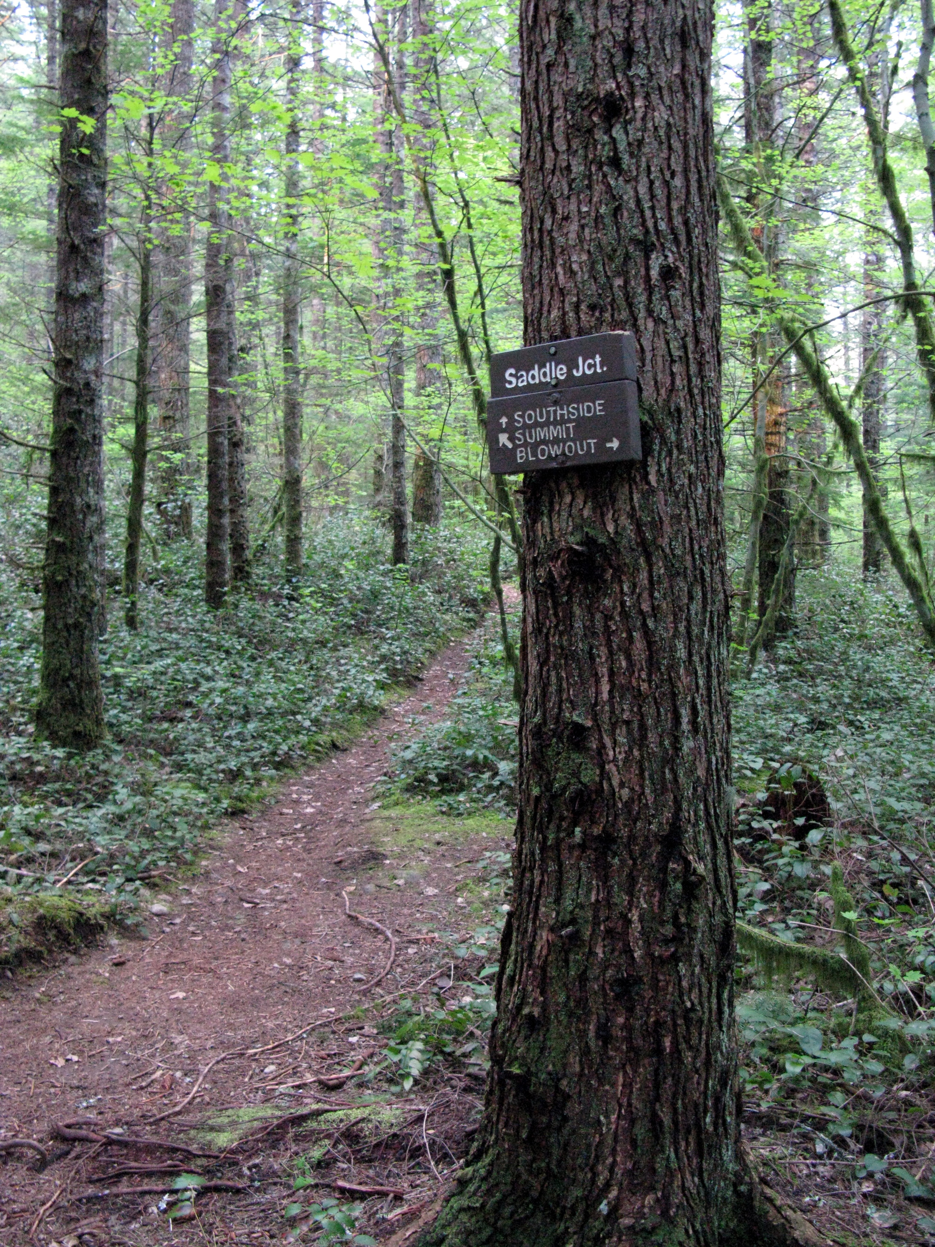 Cedar Butte trail
