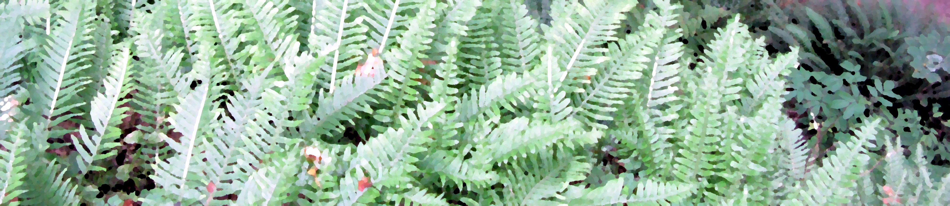 Cougar Mountain ferns