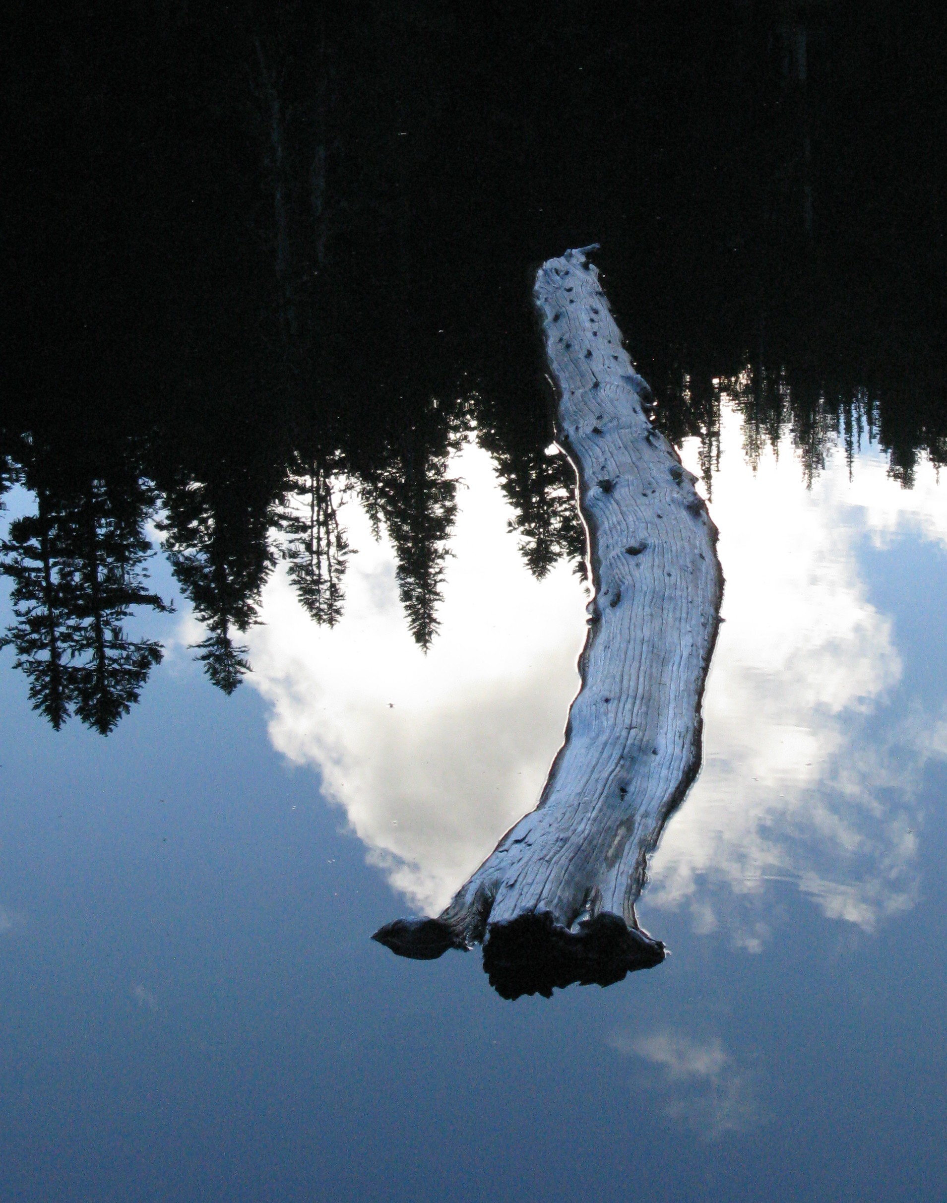 Forest Lake log