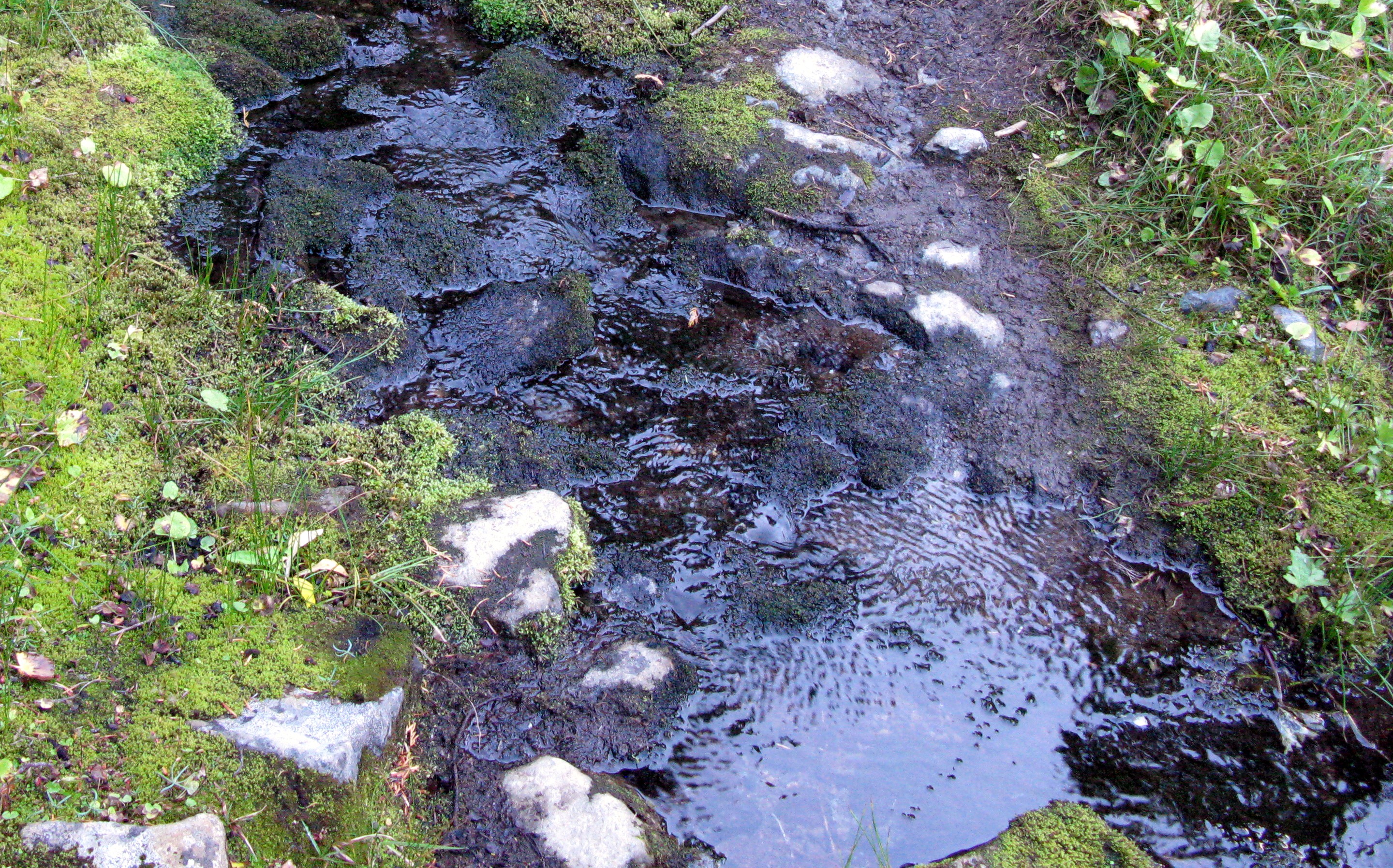 Huckleberry Creek trail