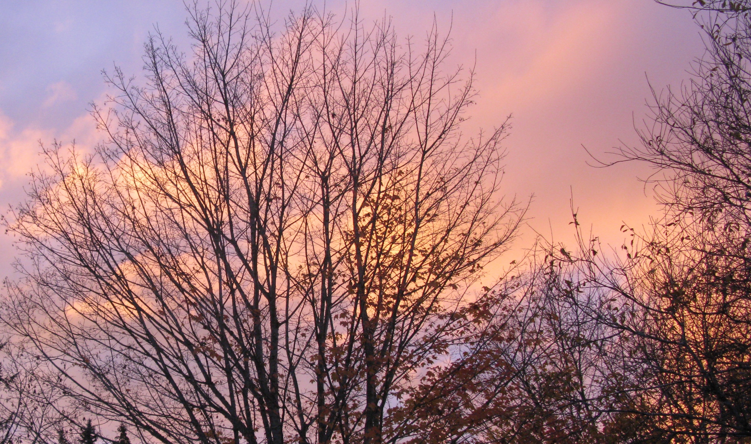 Issaquah tree sunset