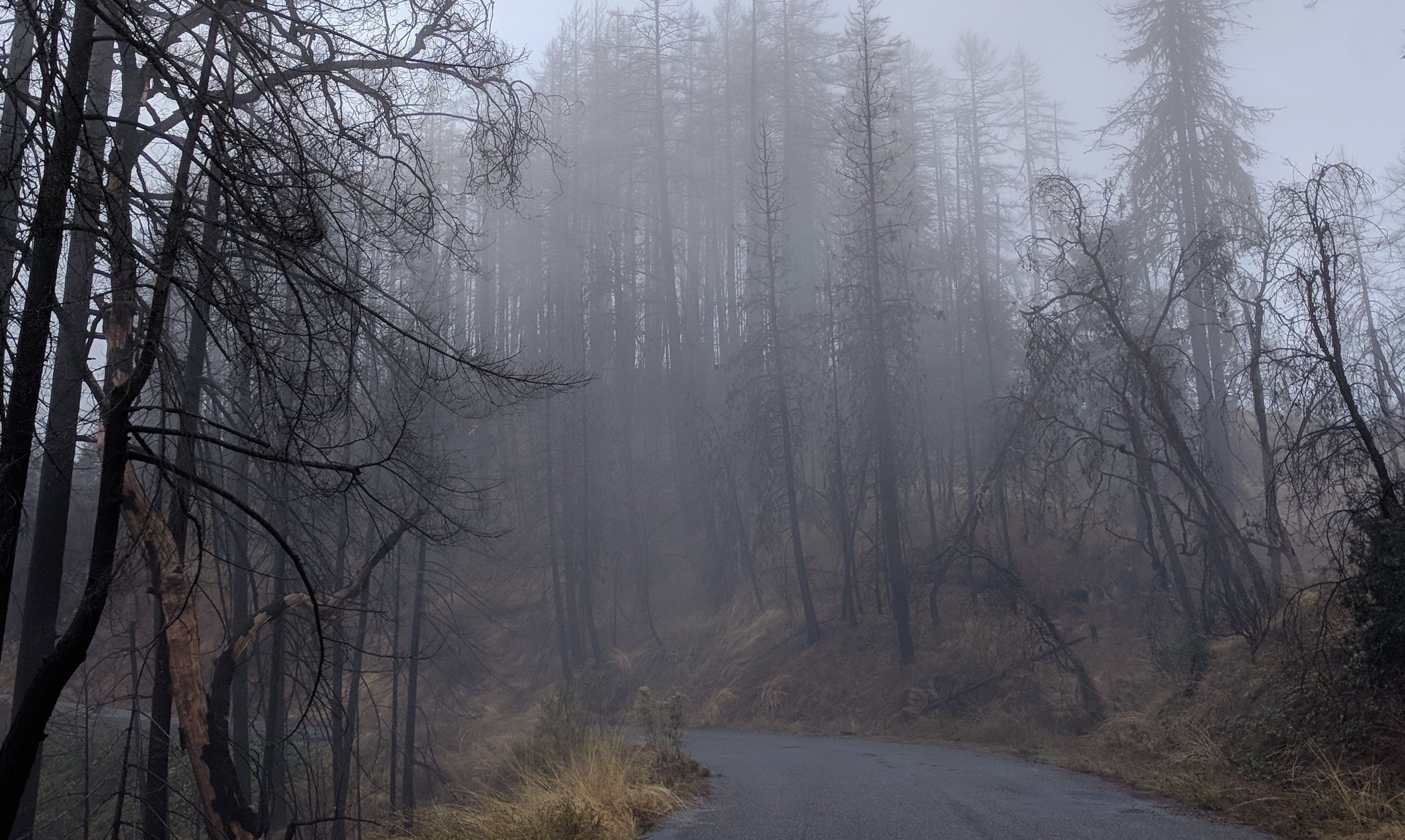 Northern Calif foggy burnt trees