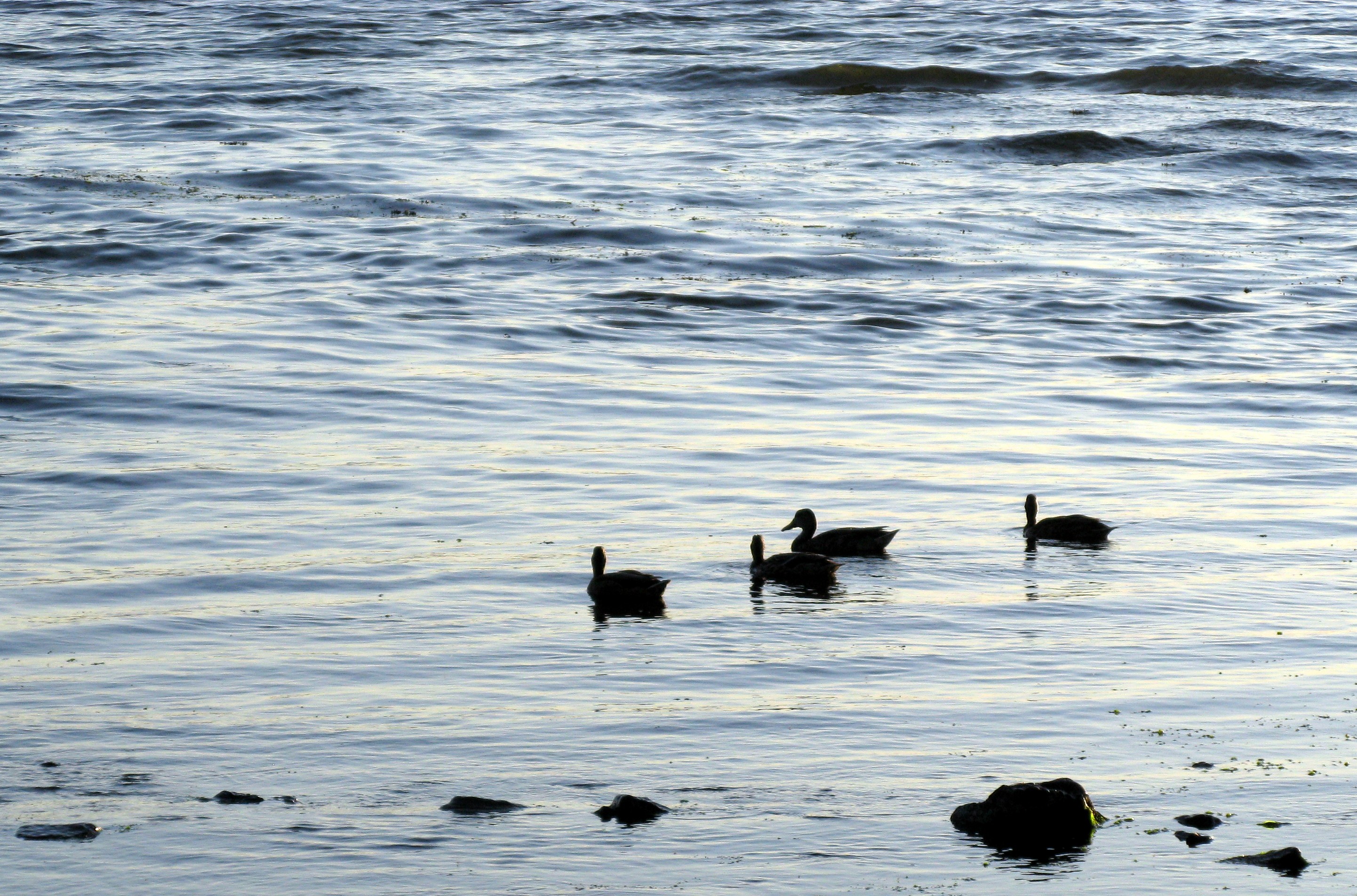 Puget Sound ducks