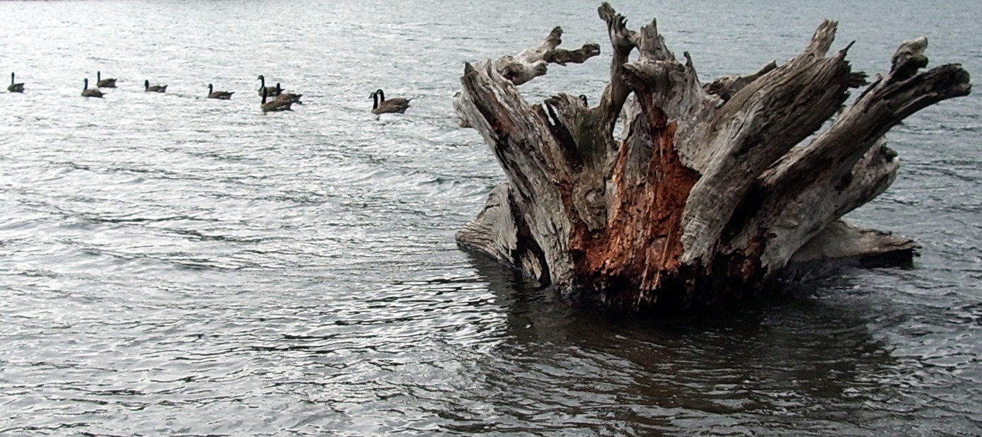 Rattlesnake Lake geese and stump