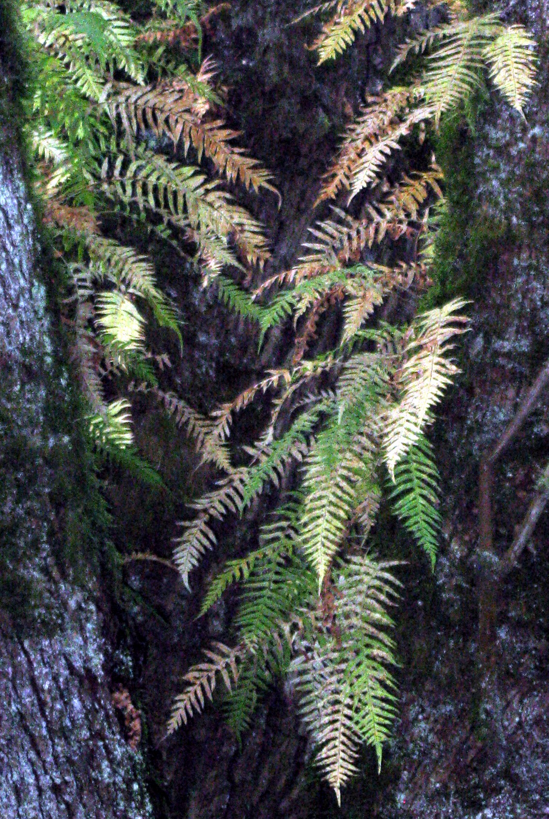Squak Mountain trail ferns