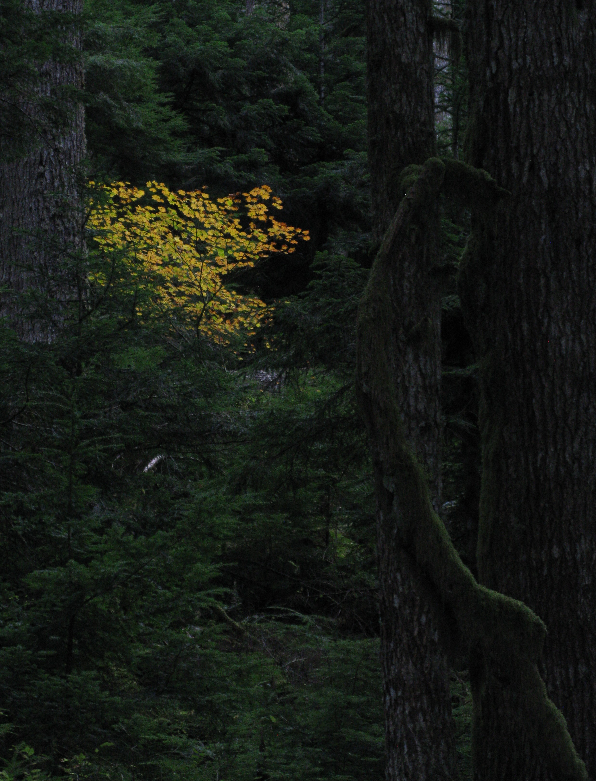bright tree dark forest