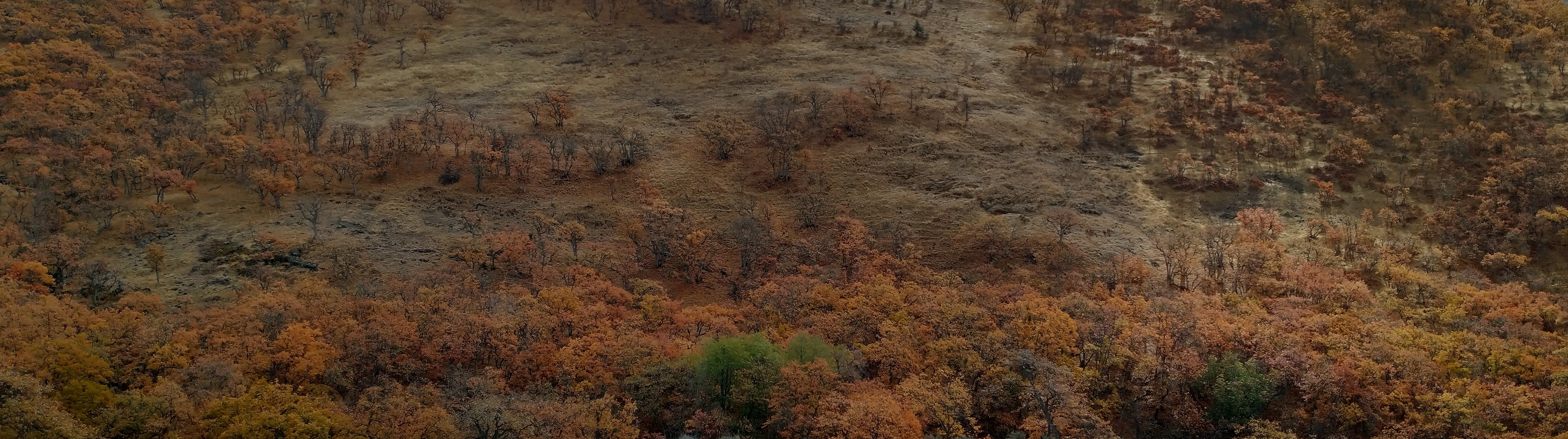 fall trees on hillside