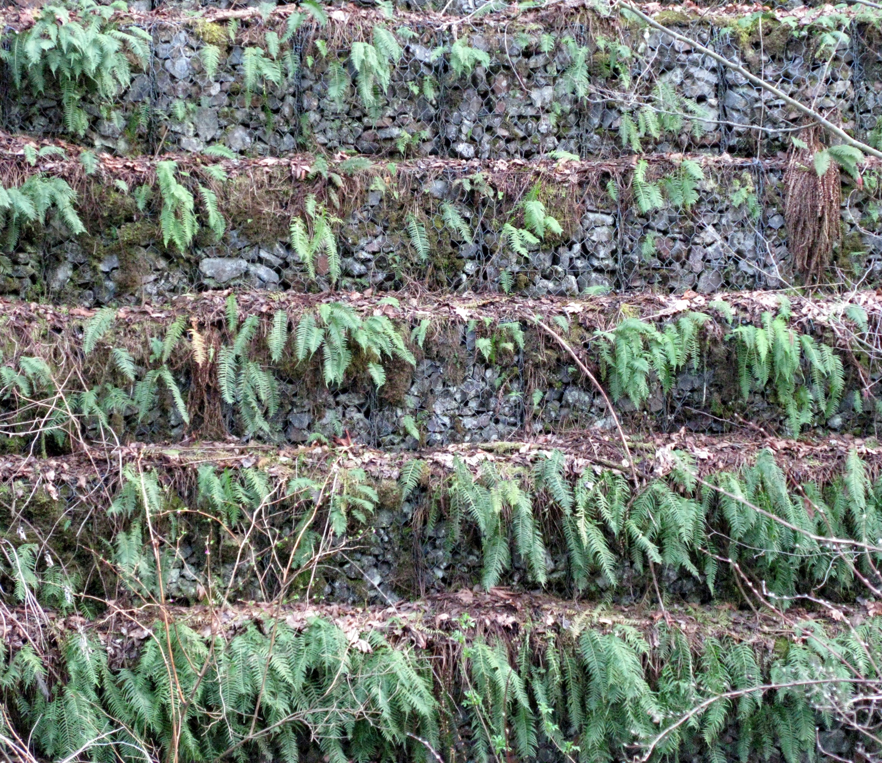 ferns on rock wall