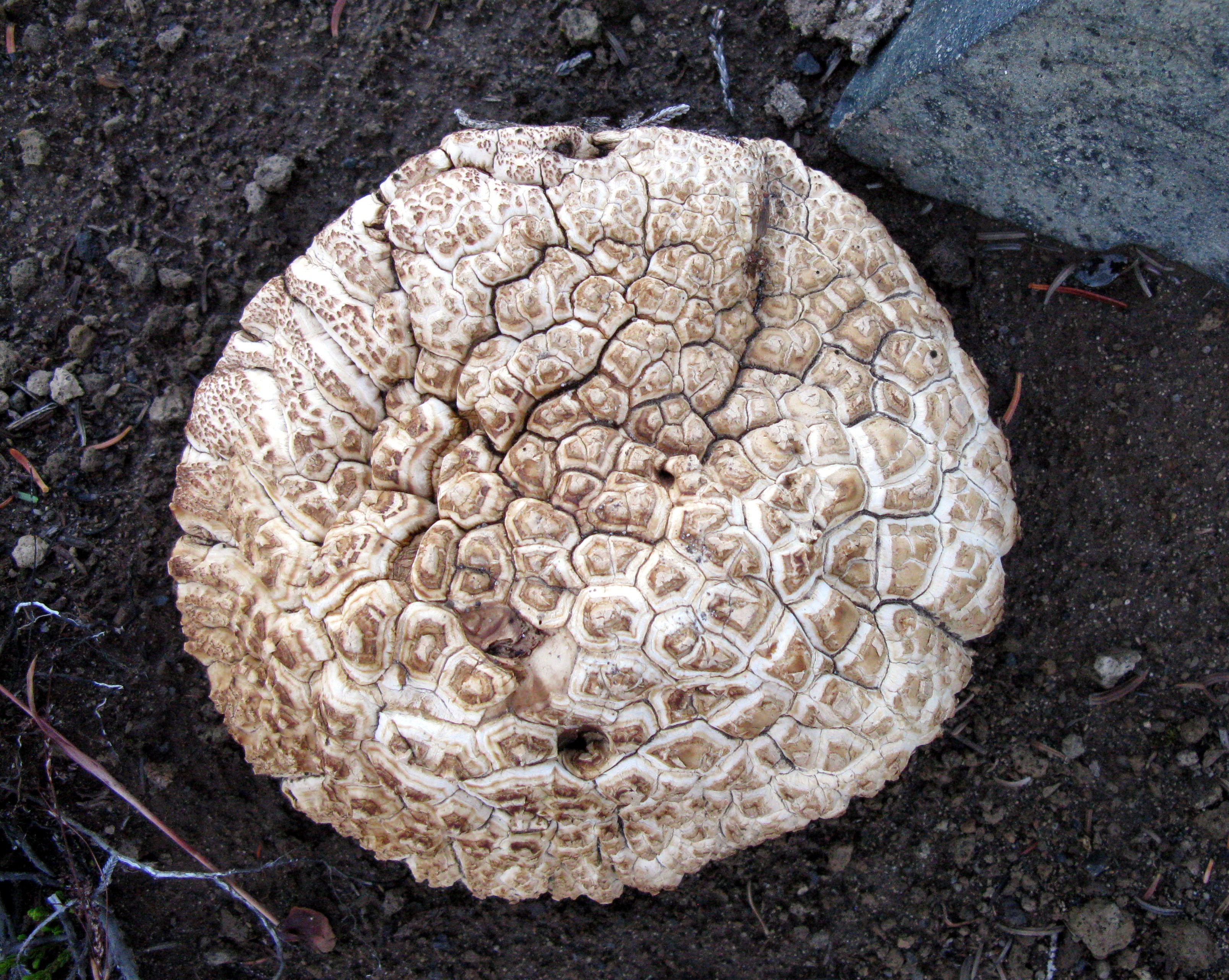 many toothed mushroom