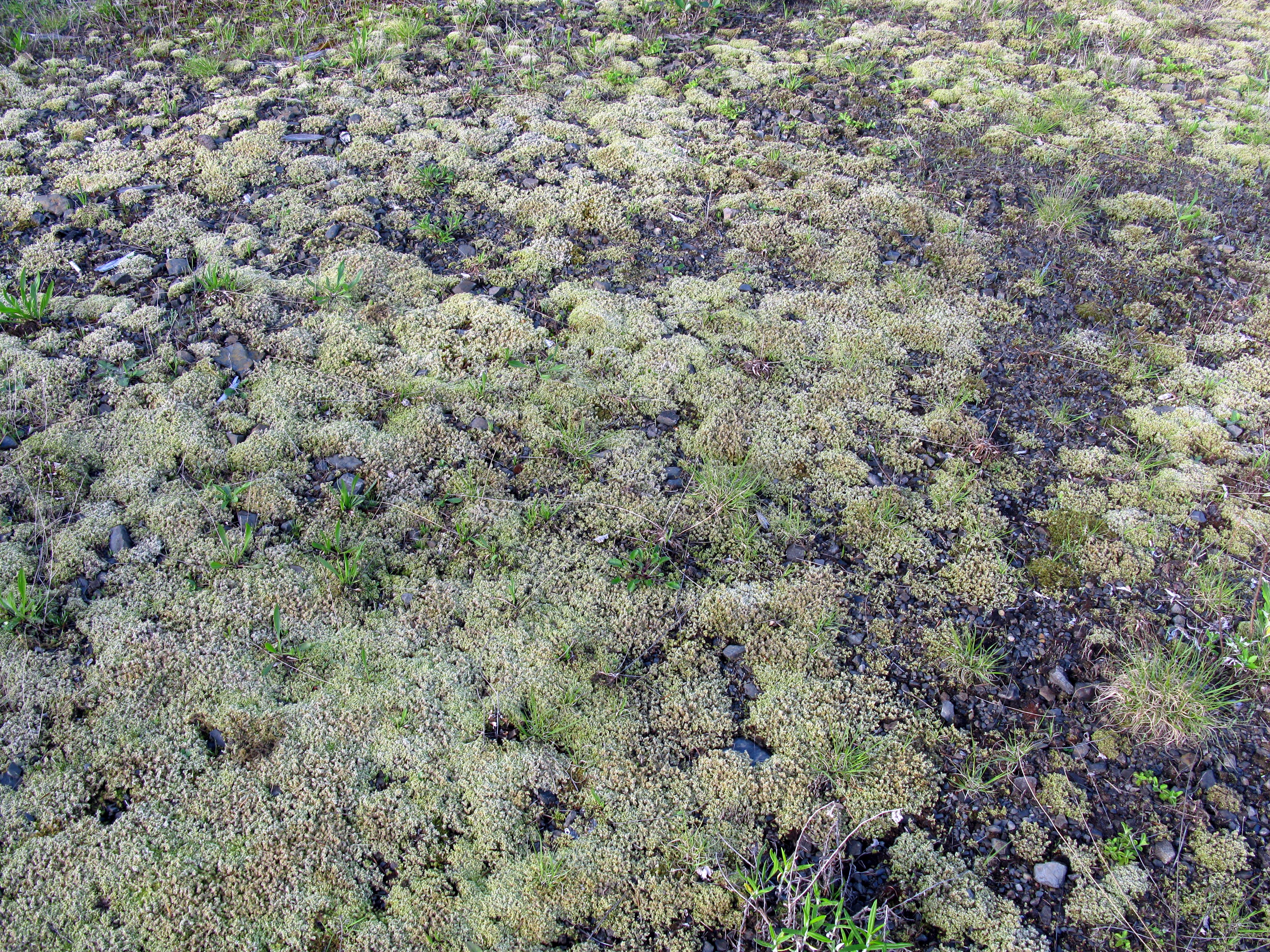 mossy pattern