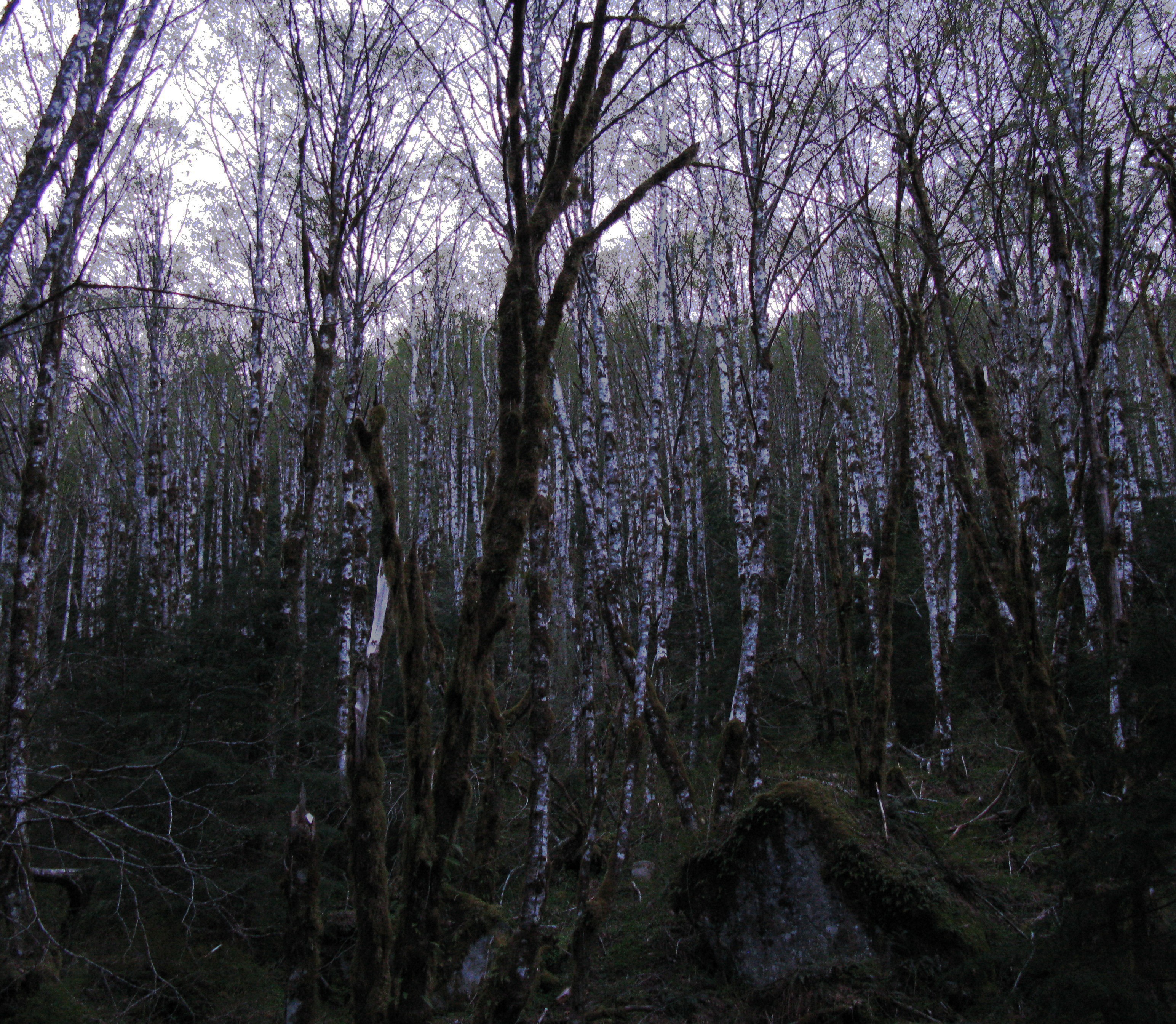 night falling on white trees