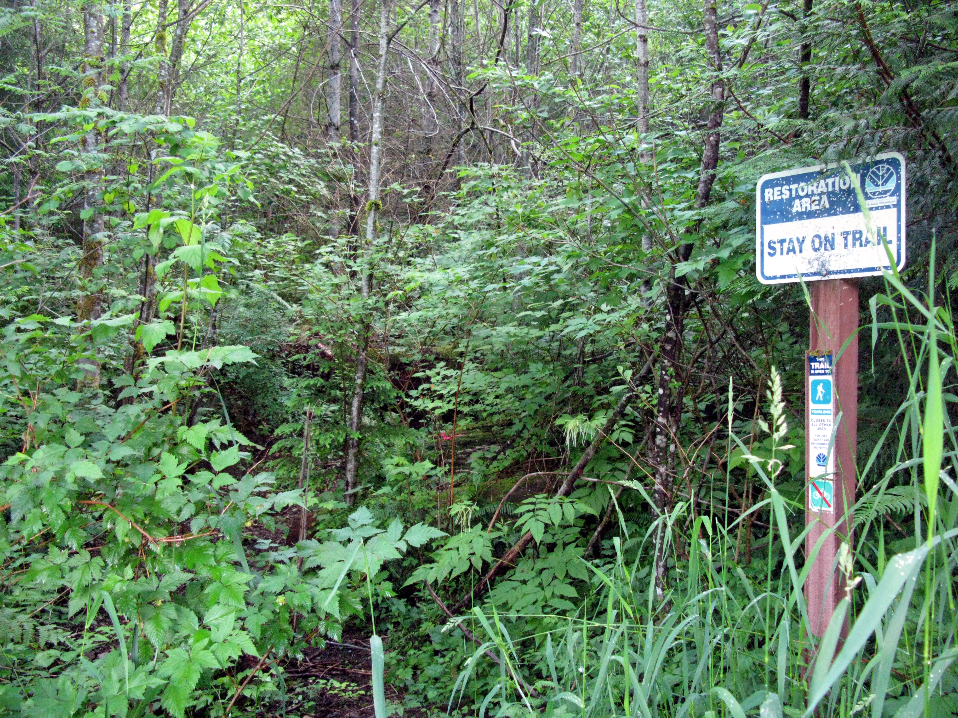 old trail access to Rattlesnake Ridge