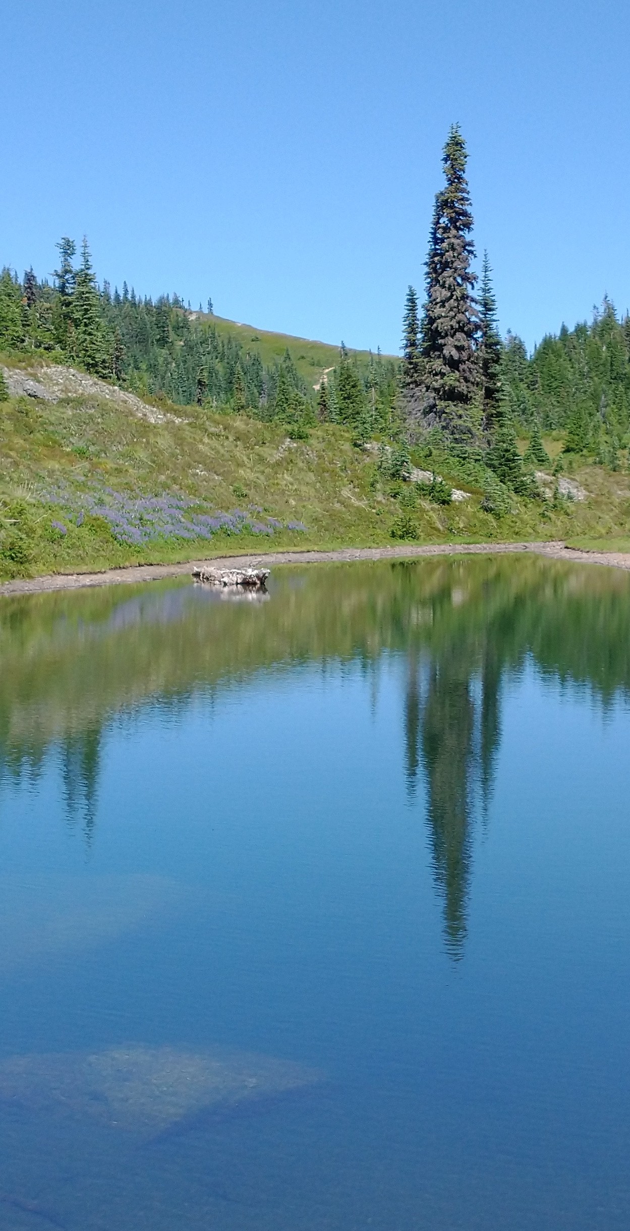 pleasant lake west of and far below Tolmie Peak