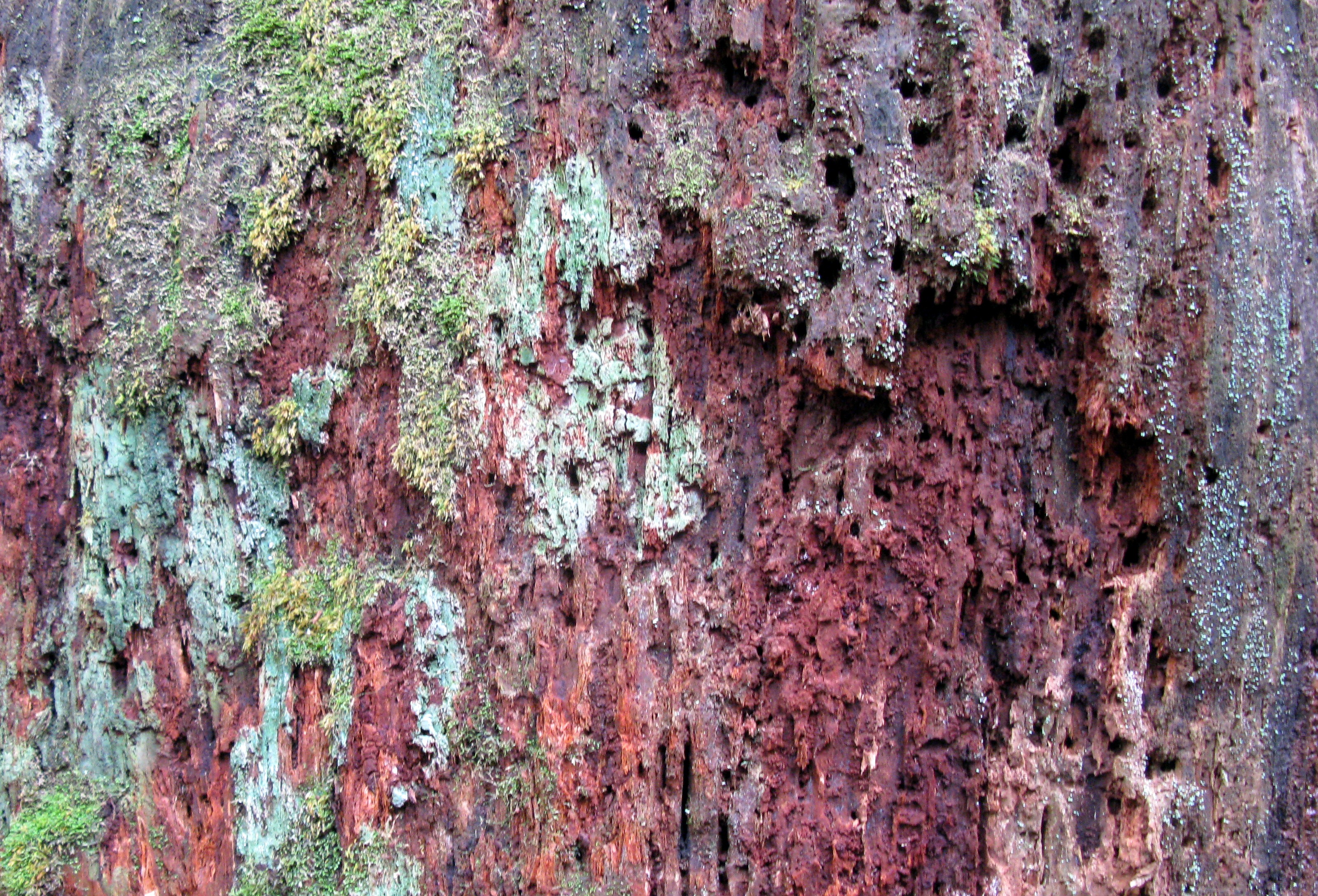 rotten tree on wallace falls trail