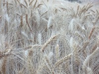 eastern washington wheat