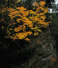 fall leaves above the falls