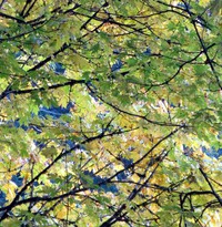 fall leaves still on the tree