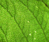 leaf in detail
