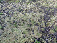 mossy pattern