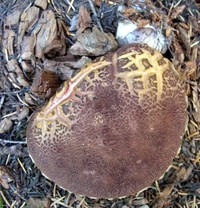 mushroom hot off the griddle