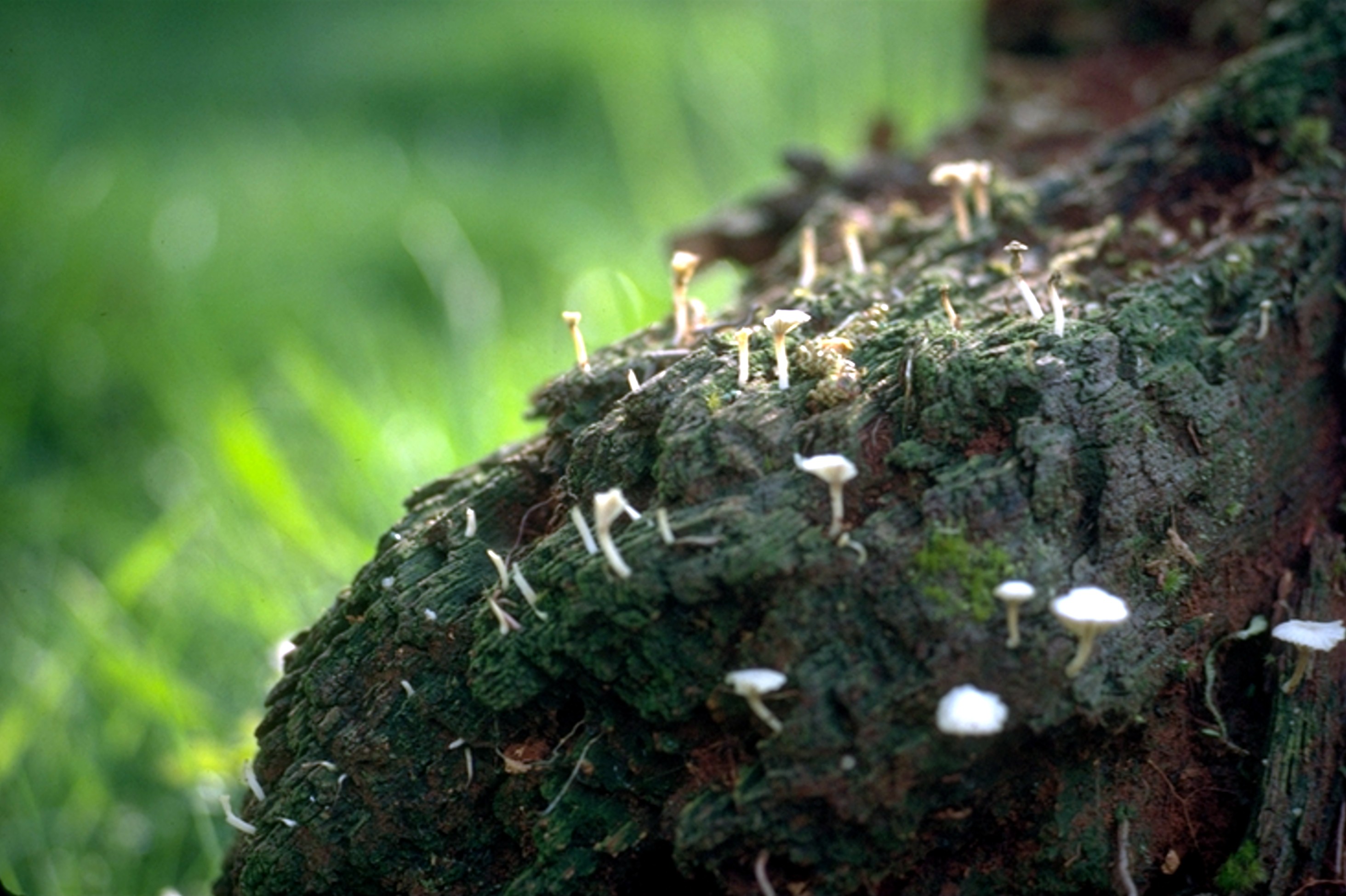 mushrooms on stump