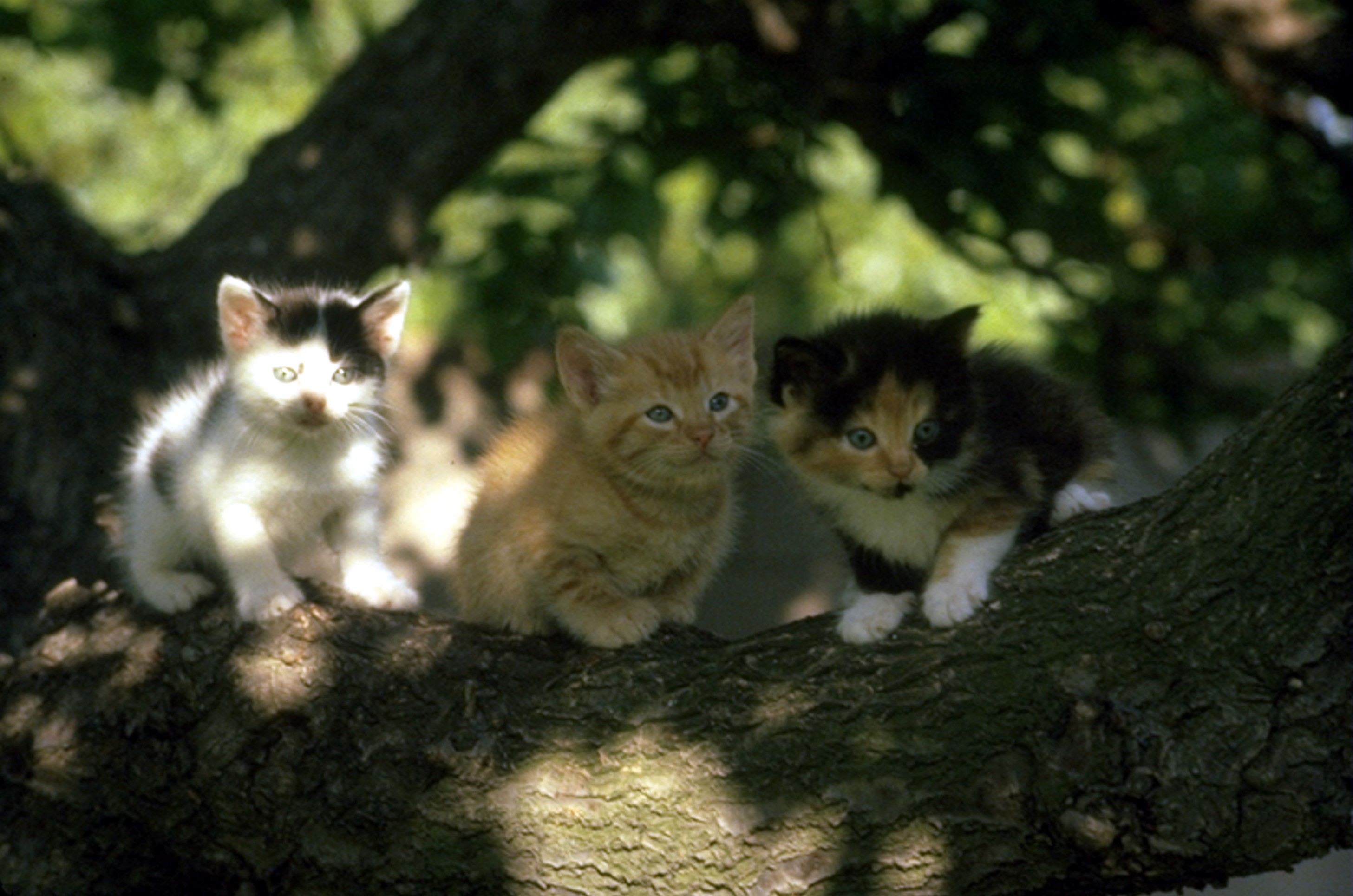 sadly the kittens in the apricot tree are doomed 1982