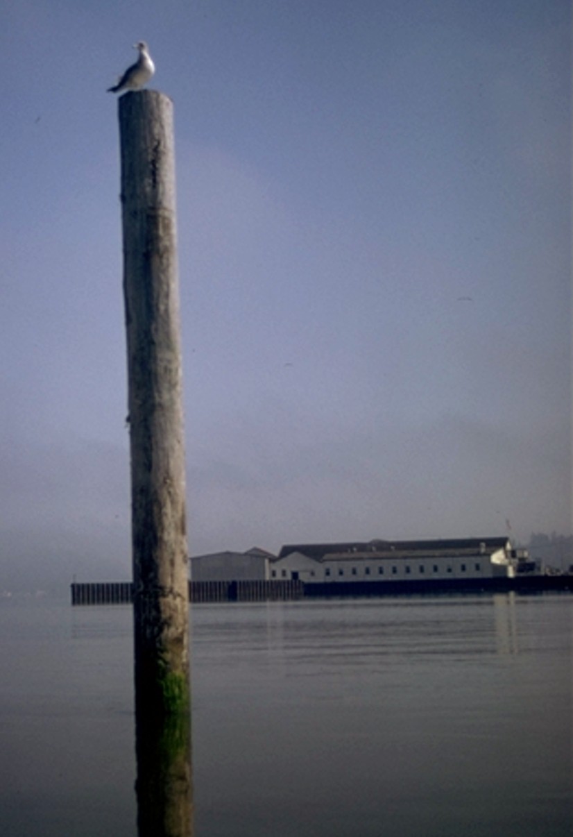 seagull on Astoria piling 1974