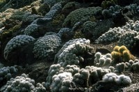 cacti at Joshua Tree
