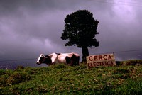 electric cow near Pasto Colombia 1976