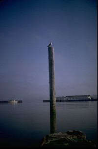 seagull on Astoria piling 1974 full